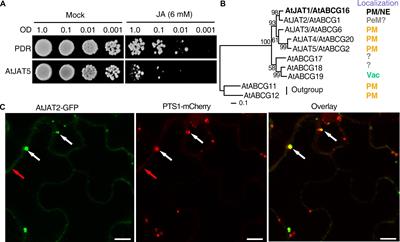 Transporter-Mediated Subcellular Distribution in the Metabolism and Signaling of Jasmonates